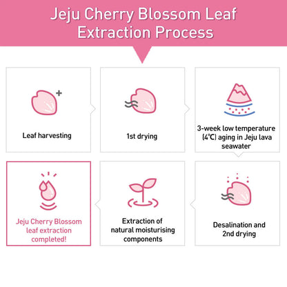 INNISFREE Jeju Cherry Blossom Tone-Up Cream